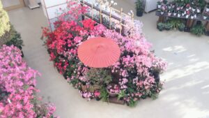 豊平公園「アザレア展」開催中です！