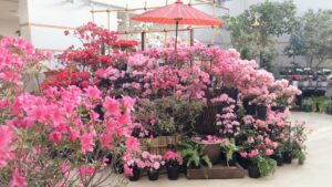 和傘とアザレア