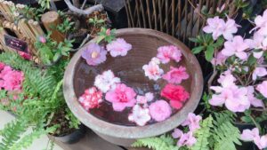 アザレアの水盤