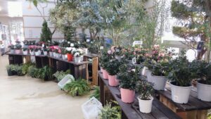 アザレア鉢の販売