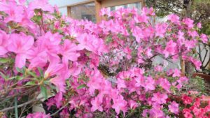 ヒラドツツジ 大紫