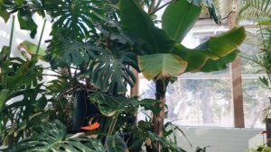 常設温室のようす