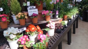 赤やピンクのプリムラ