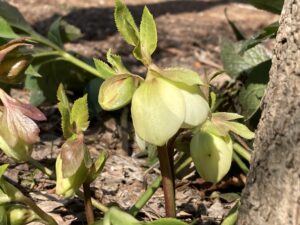 クリスマスローズ