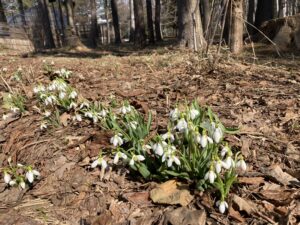 スノードロップ