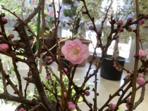 アトリウムのウメの花