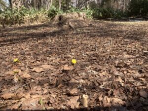 野草園の毎年カタクリの咲く場所のようす