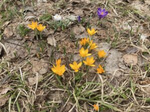 オレンジ色のクロッカス