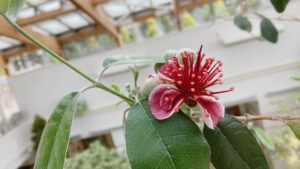 フェイジョアの花が咲いています