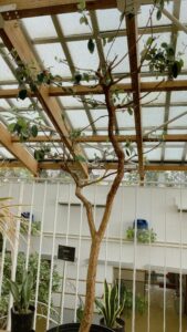 フェイジョアの樹