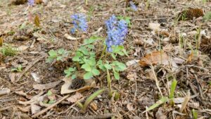 エゾエンゴサク