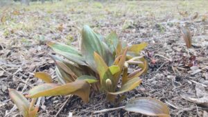 カタクリのつぼみ