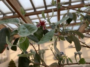 フェイジョアのつぼみ