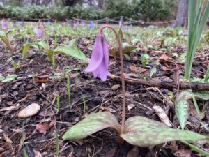 豊平公園カタクリのようす