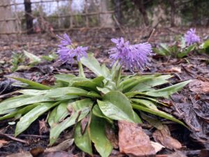 ショウジョウバカマ