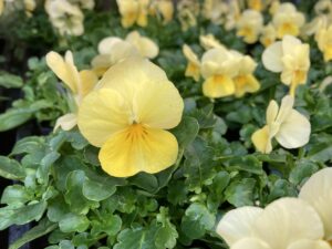 ビオラ　レモンシフォン