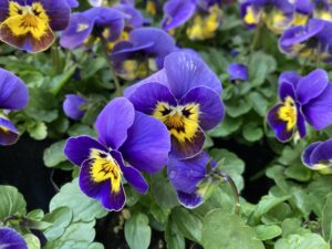 ヴィオラ　ベルヴィソ　ブルーベリークリーム’