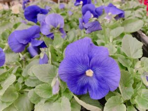 パンジーデルタプレミアムトゥルーブルー