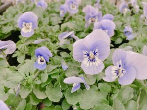 ビオラ　ソルベ　マリーナ