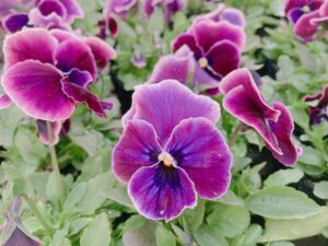 パンジー　ナチュレ　シュガーグレープ