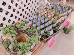 神戸ビオラ売り場