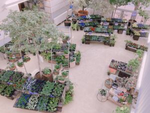 春のパンジー・ビオラ展