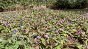 野草園カタクリのようす