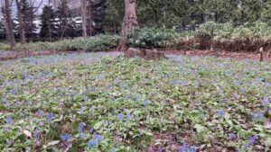 カタクリとエゾエンゴサク