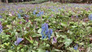 今朝19日のカタクリのようす