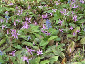 カタクリとエゾエンゴサク