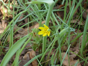 キバナノアマナ