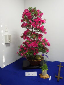 R5さつき花季展