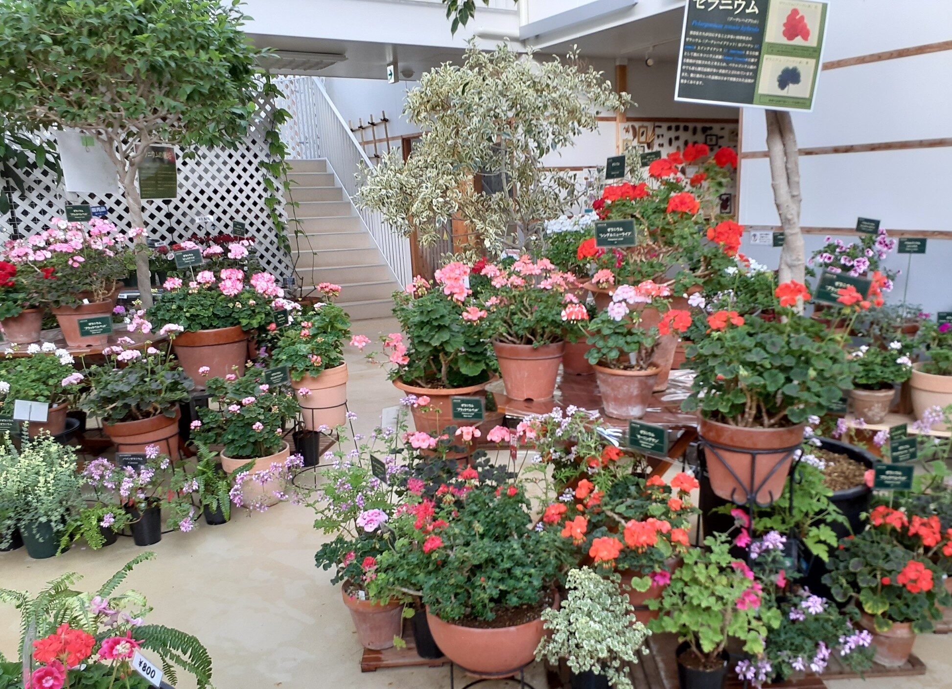 ゼラニウム展 5月2日より | 豊平公園 - 札幌市公園緑化協会