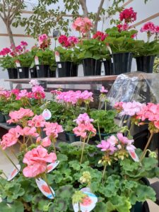 販売のアザレア鉢