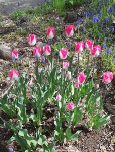 ピンククラウド