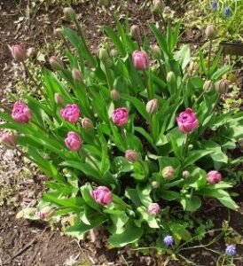 ブルーダイヤモンド