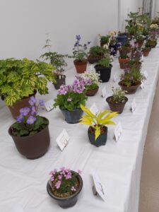 2023山野草展 (4)