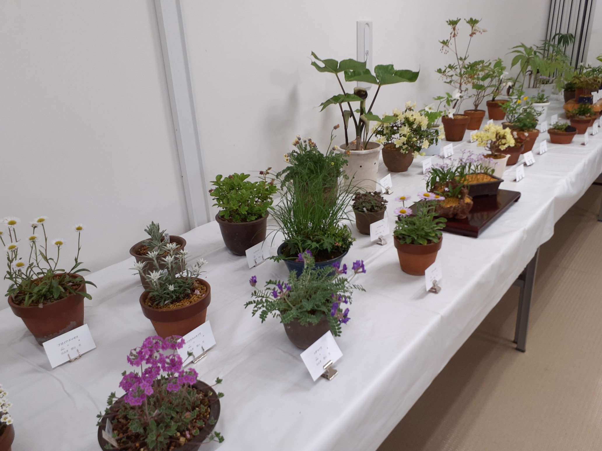 碧水　盆栽鉢　山野草 碧水 盆栽鉢 山野草 碧水 盆栽鉢 山野草 楽天市場】（山野草）苔盆栽