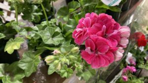 アイビーゼラニウム