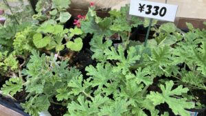 センテッドゼラニウム