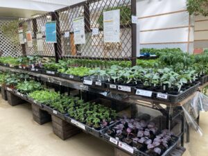 野菜苗コーナー