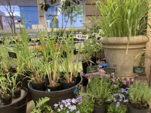 レモングラスとラベンダー