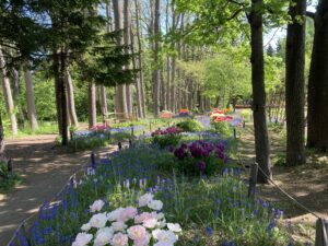 ムスカリの小径