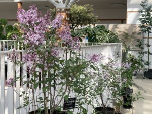 ライラック展示