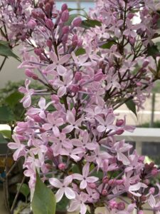 ライラックオニハシドイ