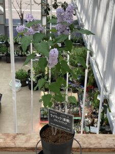 コモンライラック