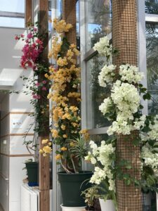 ブーゲンビレア