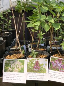 ライラック販売苗