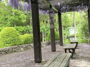 フジだなのベンチ