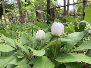 ヤマシャクヤク